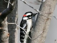 Hairy Woodpecker